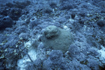 Stony Coral, Florida Middle Grounds, August 9, 2000, A