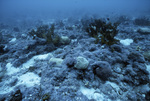 Stony Coral, Florida Middle Grounds, August 9, 2000, B