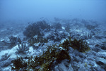 Coral Reef, Florida Middle Grounds, August 9, 2000, B