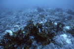 Coral Reef, Florida Middle Grounds, August 9, 2000, C