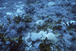 Stony Coral, Florida Middle Grounds, August 9, 2000, C