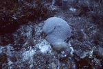 Stony Coral, Florida Middle Grounds, August 9, 2000, F