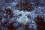 Stony Coral, Florida Middle Grounds, August 9, 2000, G