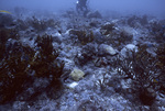 Diver at Coral Reef, Florida Middle Grounds, August 9, 2000, B