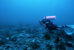 Diver at Coral Reef, Florida Middle Grounds, August 9, 2000, C