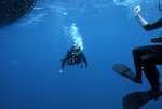 Two Divers Swimming, Florida Middle Grounds, August 9, 2000