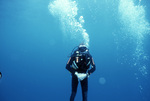 Diver Swimming, Florida Middle Grounds, August 9, 2000