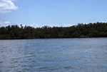 Mangroves, Florida Keys, June 21, 2000