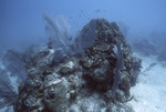 Fish Swimming Among Coral and Sea Fans, Tennessee Reef CARICOMP Site, June 23, 2000, A