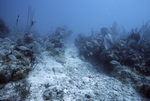 Fish Swimming Among Coral and Sea Fans, Tennessee Reef CARICOMP Site, June 23, 2000, B