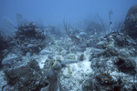 Fish Swimming Among Coral and Sea Fans, Tennessee Reef CARICOMP Site, June 23, 2000, C