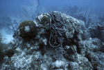 Bleached Stony Coral, Tennessee Reef CARICOMP Site, June 23, 2000