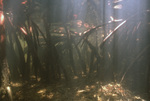 Mangrove Roots, Long Key, June 23, 2000, A