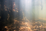 Mangrove Roots, Long Key, June 23, 2000, A