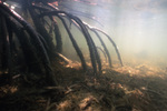 Mangrove Roots, Long Key, June 23, 2000, A