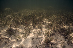 Seagrass Site, Long Key, June 23, 2000, A