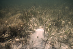 Seagrass Site, Long Key, June 23, 2000, C