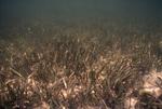 Seagrass Site, Long Key, June 23, 2000, D