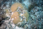 Bleached Stony Coral, Pelican Shoal Shallow Site, June 21, 2000, A