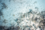 Coral Reef, Pelican Shoal Shallow Site, June 21, 2000, A