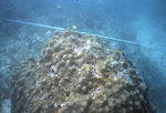 Bleached Stony Coral, Pelican Shoal Shallow Site, June 21, 2000, B