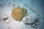 Stony Coral, Pelican Shoal Shallow Site, June 21, 2000