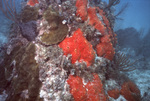 Bleached Stony Coral, Pelican Shoal Shallow Site, June 21, 2000, C