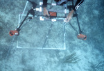 Diver with Quadrat, Pelican Shoal Deep Site, June 21, 2000, A