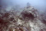 Bleached Coral Reef, Pelican Shoal Deep Site, June 21, 2000, A