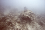 Bleached Coral Reef, Pelican Shoal Deep Site, June 21, 2000, B