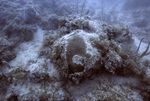 Bleached Stony Coral, Pelican Shoal Deep Site, June 21, 2000, B