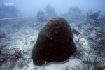 Diver Near Stony Coral, Pelican Shoal Deep Site, June 21, 2000