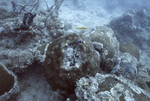 Bleached Stony Coral, Pelican Shoal Deep Site, June 21, 2000, C