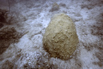 Stony Coral, Pelican Shoal Deep Site, June 21, 2000