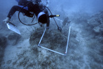 Diver with Quadrat, Pelican Shoal Deep Site, June 21, 2000, B