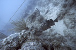 Fish at Bleached Coral Reef, Pelican Shoal Deep Site, June 21, 2000