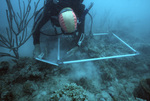 Diver with Quadrat, Pelican Shoal Deep Site, June 21, 2000, C