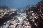 Coral Reef, Pelican Shoal Shallow Site, June 21, 2000, B