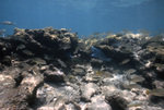 Fish Swimming at Coral Reef, Pelican Shoal Shallow Site, June 21, 2000, A