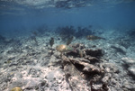 Fish Swimming at Coral Reef, Pelican Shoal Shallow Site, June 21, 2000, B