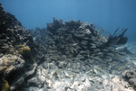 Fish Swimming at Coral Reef, Pelican Shoal Shallow Site, June 21, 2000, C