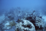 Coral, Tennessee Reef CARICOMP Site, June 23, 2000, A