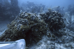 Stony Coral, Tennessee Reef CARICOMP Site, June 23, 2000, A