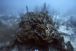 Stony Coral, Tennessee Reef CARICOMP Site, June 23, 2000, B