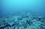 Underwater View of Coral Reef in Saba Marine Park, Saba, Netherlands Antilles, A