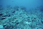 Underwater View of Coral Reef in Saba Marine Park, Saba, Netherlands Antilles, B