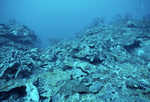 Underwater View of Coral Reef in Saba Marine Park, Saba, Netherlands Antilles, C