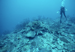 Diver Explores Coral Reef in Saba Marine Park, Saba, Netherlands Antilles, A