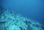 Underwater View of Coral Reef in Saba Marine Park, Saba, Netherlands Antilles, D