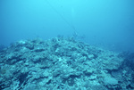 Diver Observes Marine Life By a Distance Line in Saba Marine Park, Saba, Netherlands Antilles